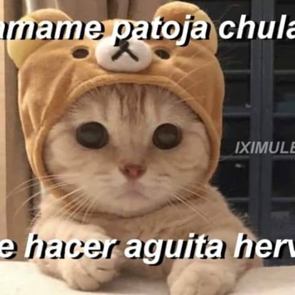 Meet your Posher, Alexander - Picture 1 of 1